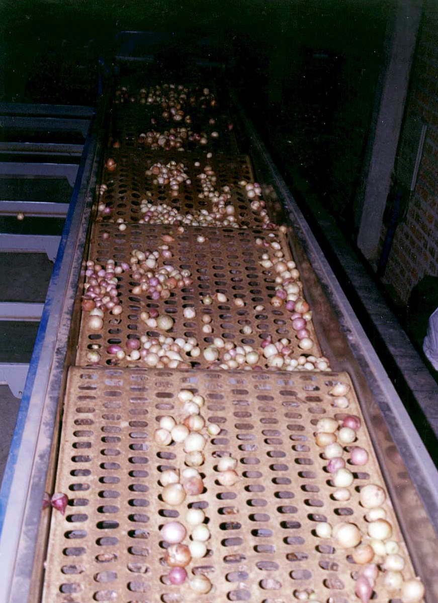 Beneficiar Batata